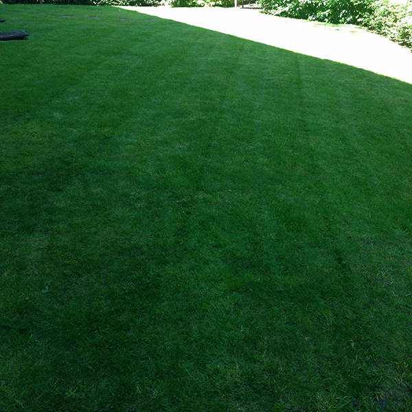 lawn scarification service