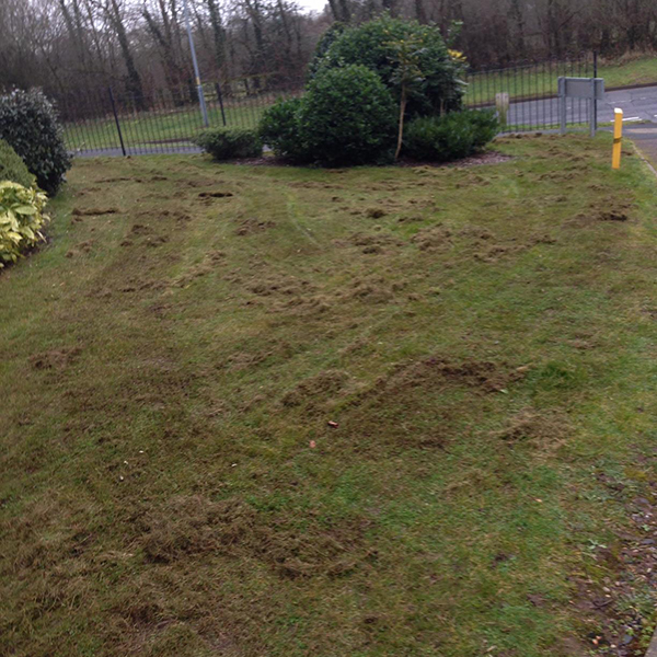 scarifying a lawn