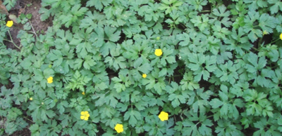 Creeping Buttercup