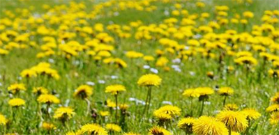 Dandelions