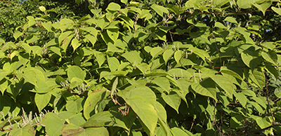 Japanese Knotweed