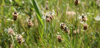 Ribwort Plantain