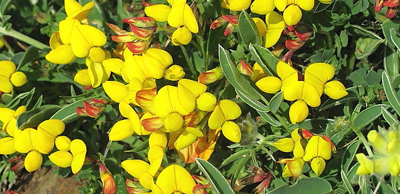 Birds-foot trefoil