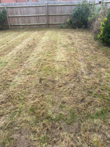 lawn in garden cut by mow and go