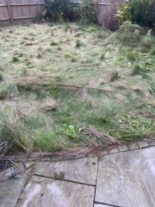 lawn mown by mow and go - Before